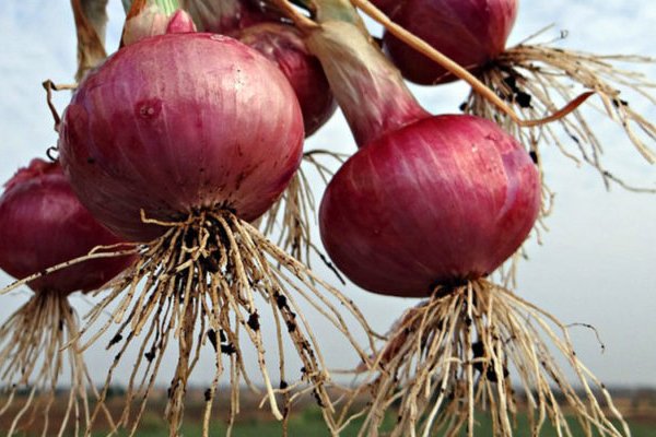 Kraken onion link